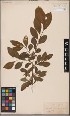 Foto von Salix aurita L.
